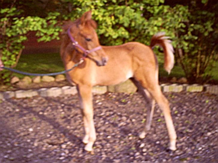 Arabisk fuldblod (OX) Shahefa MG Ibn ibn Wash billede 6