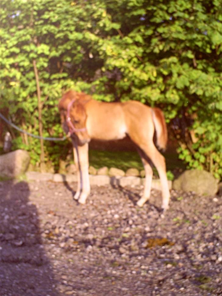 Arabisk fuldblod (OX) Shahefa MG Ibn ibn Wash billede 7