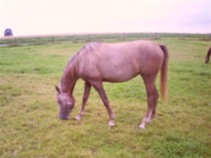 Arabisk fuldblod (OX) Santalla MG billede 11