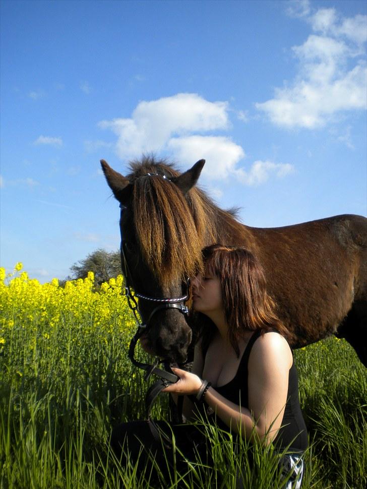 Islænder Daðri (fra Meldgaard) - Jeg elsker dig min skat <3 Maj 2010  billede 7