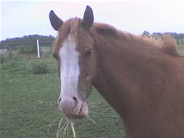 Anden særlig race Rosa R.I.P billede 7