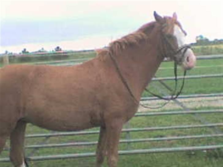 Anden særlig race Rosa R.I.P billede 8