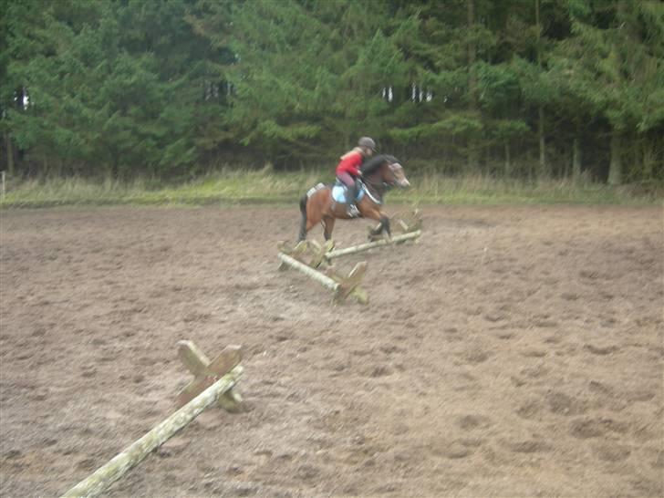 Welsh Mountain (sec A) Mr. Morgan - Morgan springer, med astrid... ... Fotograf: Mig billede 11