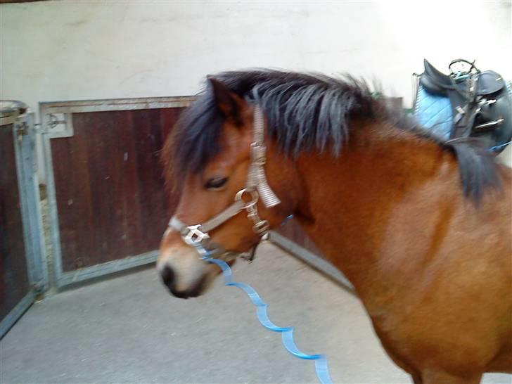 Welsh Mountain (sec A) Mr. Morgan - Morgan under opsadling ... Fotograf: Mig billede 12