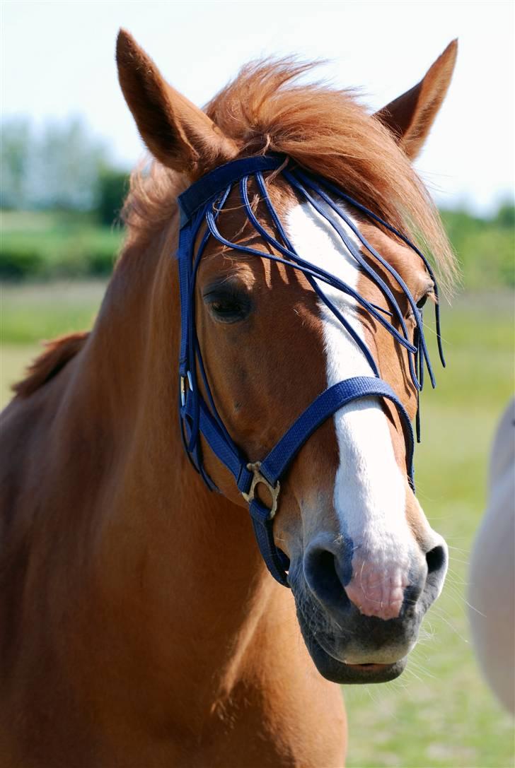 Anden særlig race Cindy <3 - min lækkre´ hest <´3 i baggrunden ses bella´a sommermave XD billede 12