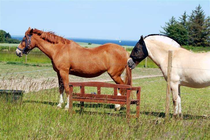 Anden særlig race Cindy <3 billede 13