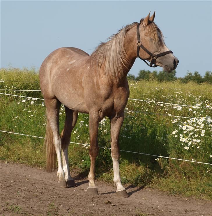 Arabisk fuldblod (OX) KI El Shaklero - Taget d.27.06-09 - Står og kigger ned til hopperne billede 18