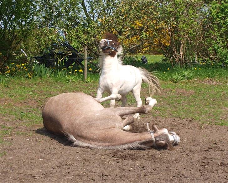 Arabisk fuldblod (OX) KI El Shaklero - 19.05.10 billede 19