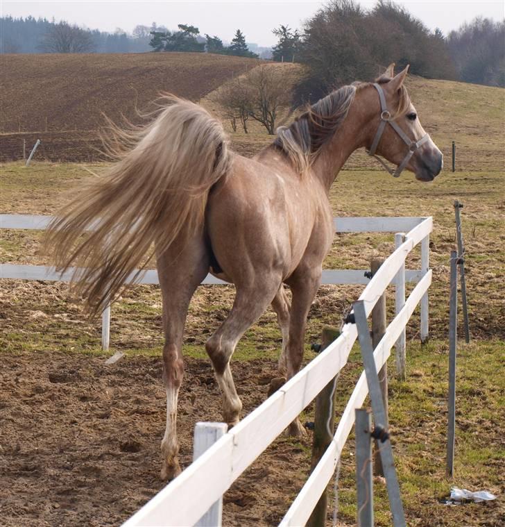 Arabisk fuldblod (OX) KI El Shaklero - 27.03.10 - Er så glad for den dreng. Kan slet ikke forstå han er min.. billede 20