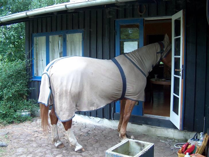 Anden særlig race Maximus (EHC's Buller) - jepp, så spiser vi ALLE, mogenmad i stuen billede 11