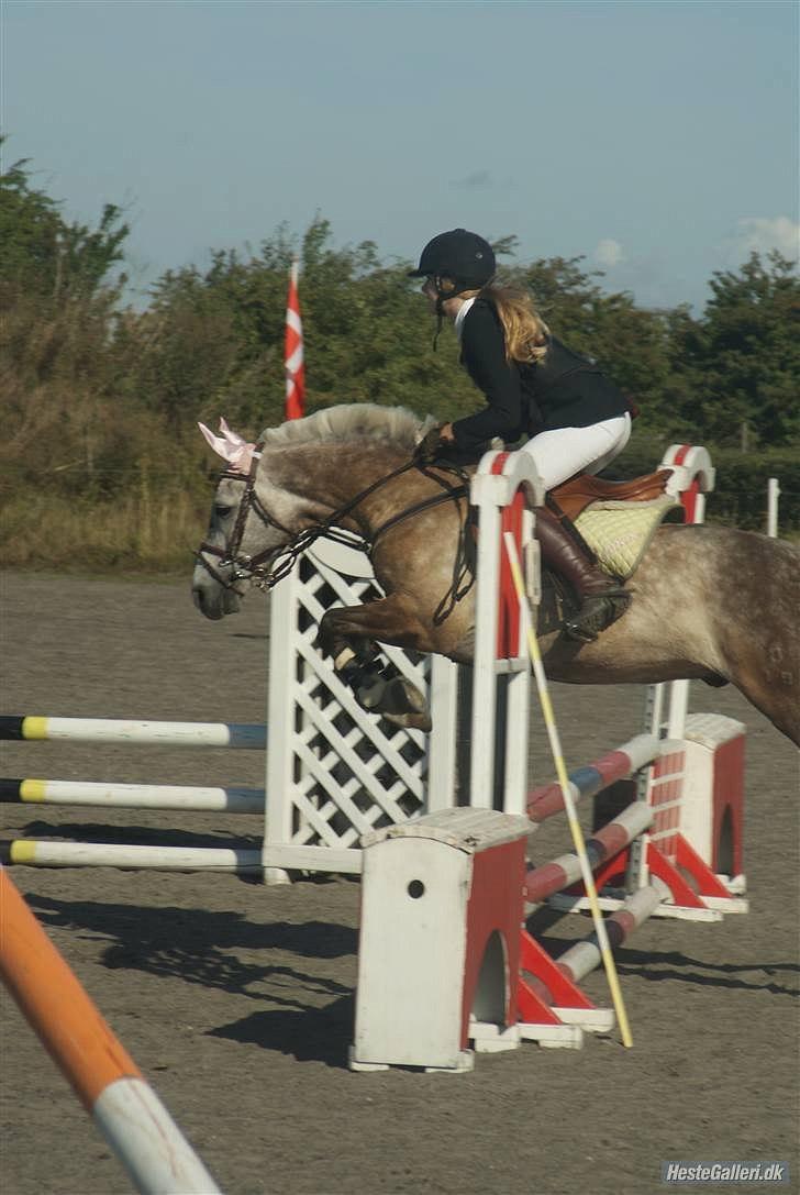 Connemara Teglstrups Samos billede 5