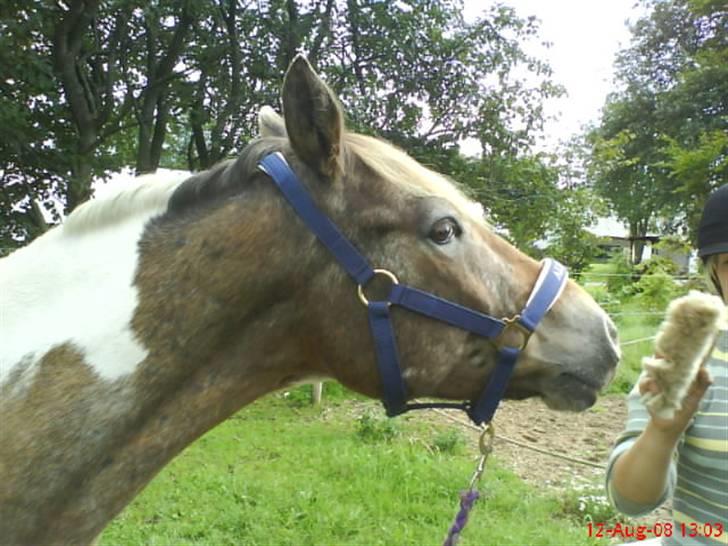 Anden særlig race Silas <3 - vi skal lige til at ride og er helt nystriglet :) billede 11