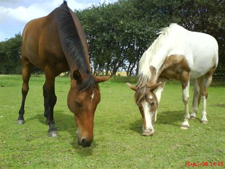 Anden særlig race Silas <3 - sille sammen med hans aller bedste ven Skafte, på sommergræs<3 billede 12