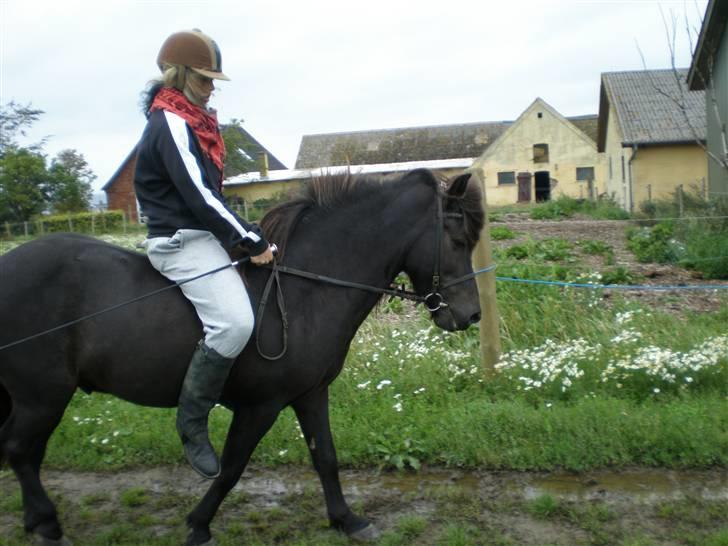 Islænder Daðri (fra Meldgaard) - Skridt på ridebanen d. 10 august 08 :) billede 9