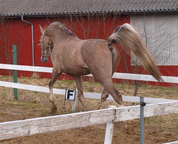 Arabisk fuldblod (OX) KI El Shaklero - 27.03.10 - Når enden er god er alting godt..;) billede 21