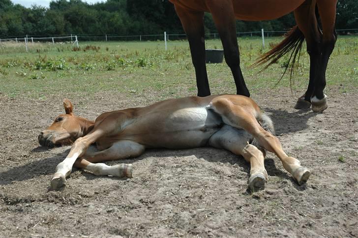 Dansk Varmblod Kastaniegården´s  Nedina  billede 11