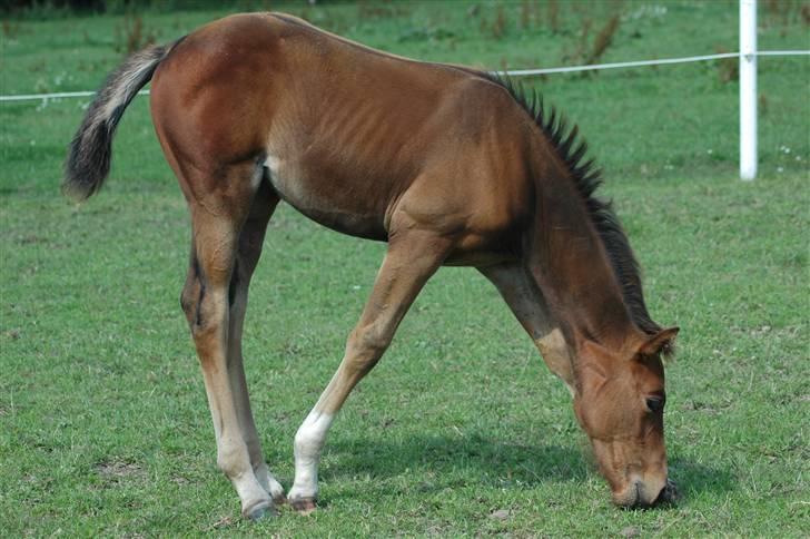 Dansk Varmblod Kastaniegården´s  Nedina  billede 12