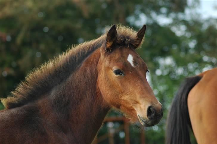Dansk Varmblod Kastaniegården´s  Nedina  billede 13