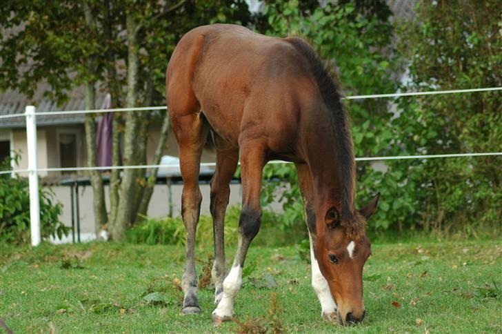 Dansk Varmblod Kastaniegården´s  Nedina  billede 14