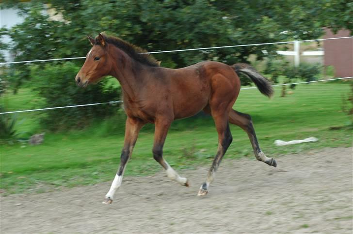 Dansk Varmblod Kastaniegården´s  Nedina  billede 15