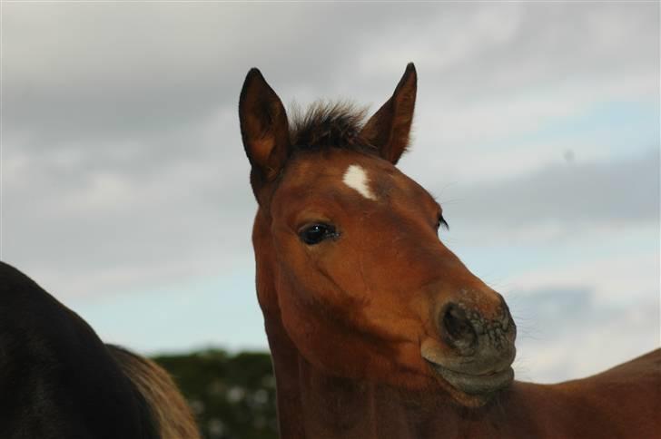 Dansk Varmblod Kastaniegården´s  Nedina  billede 16