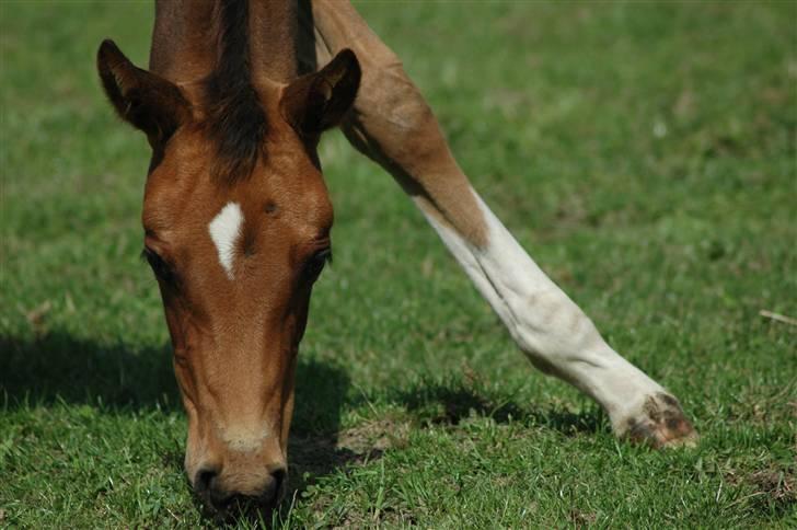 Dansk Varmblod Kastaniegården´s  Nedina  billede 17