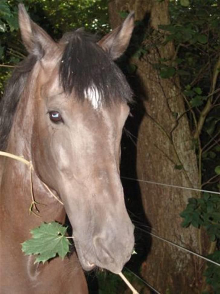 Oldenborg Yasmin [R.I.P] :'( <'3 - Yasmin i skoven igen :b billede 5