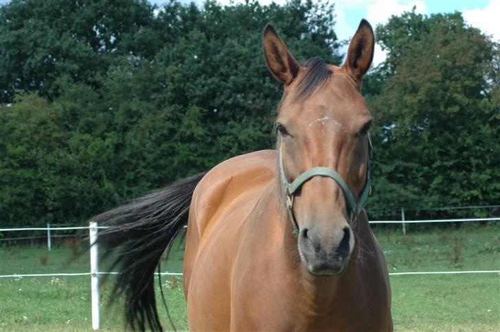 Dansk Varmblod Luna billede 4