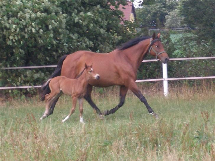 Dansk Varmblod Luna billede 5