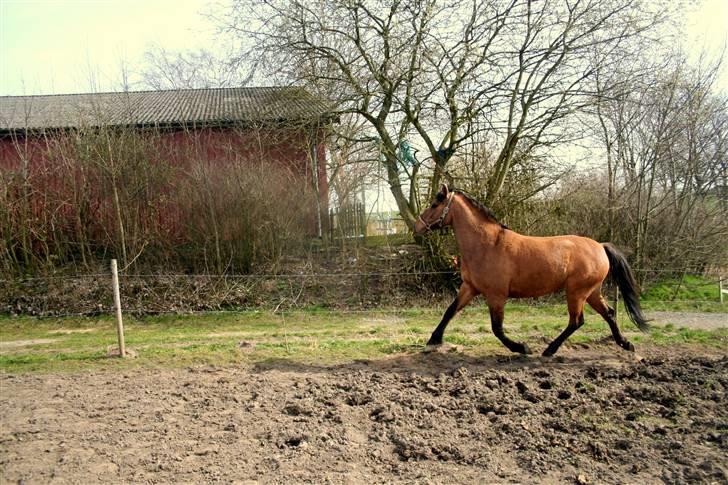 Anden særlig race »PRiNS VALENTiNE« SOLGT billede 15