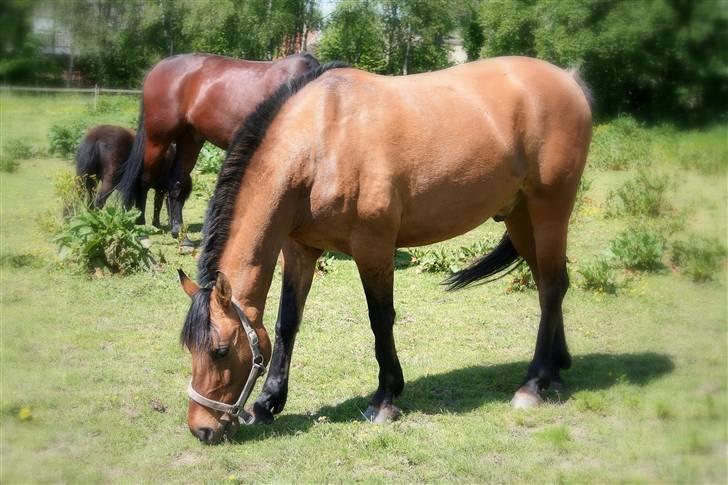 Anden særlig race »PRiNS VALENTiNE« SOLGT billede 18