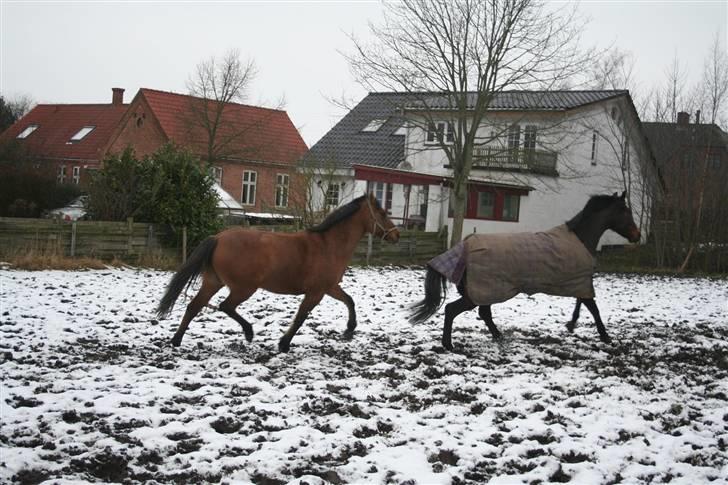 Anden særlig race »PRiNS VALENTiNE« SOLGT - Prins (bagerst) og Mckay (forest) Der lige er blevet lukket på fold. Dejlig morgen glade.. Mckay og Prins elsker at lege sammen ude på folden. billede 19