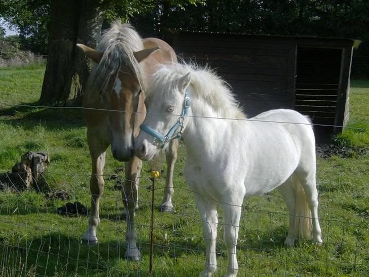 Anden særlig race blue oliver billede 11