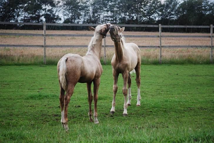 Palomino Golden Victory *SOLGT* billede 12