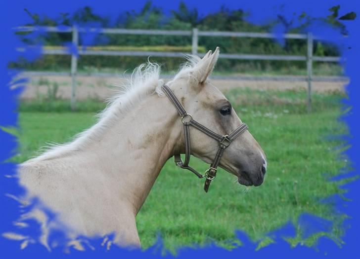 Palomino Gold Magnum X *SOLGT* billede 13