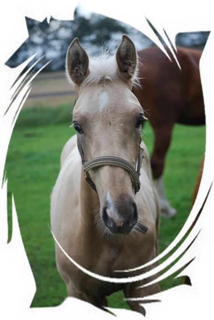 Palomino Gold Magnum X *SOLGT* billede 14