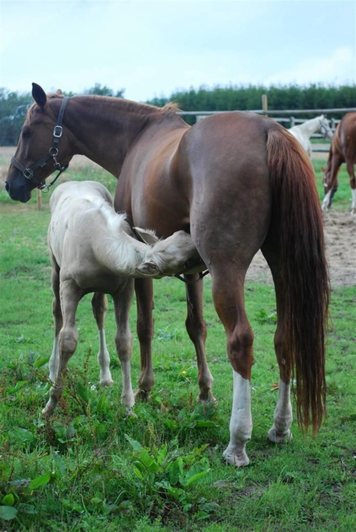 Palomino Gold Magnum X *SOLGT* billede 15