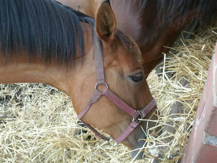 Anden særlig race Amiga  ¤¤ XPart ¤¤ R.I.P billede 7