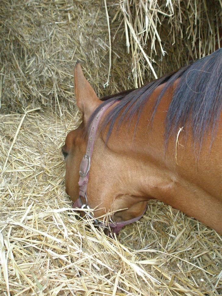 Anden særlig race Amiga  ¤¤ XPart ¤¤ R.I.P billede 8