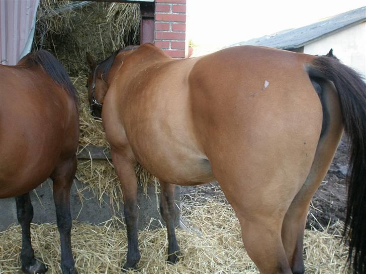 Anden særlig race Amiga  ¤¤ XPart ¤¤ R.I.P billede 9