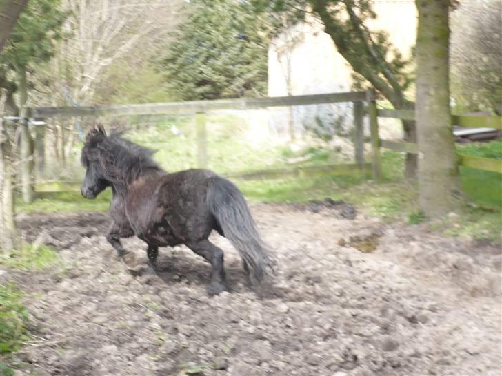 Shetlænder Rodolf billede 11