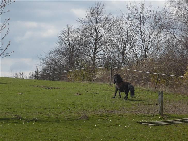 Shetlænder Rodolf billede 12