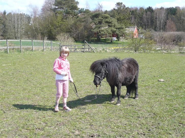 Shetlænder Rodolf billede 13