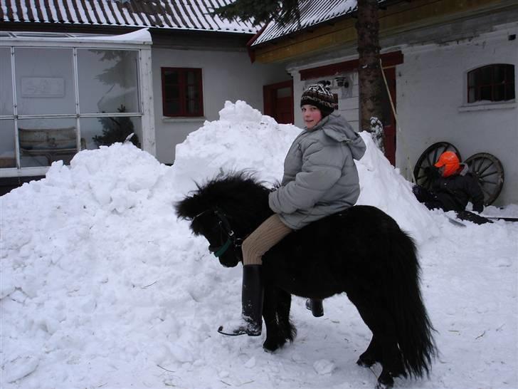 Shetlænder Rodolf billede 14