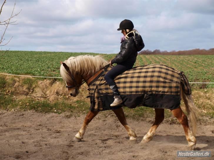 Haflinger Dreams Archi billede 3
