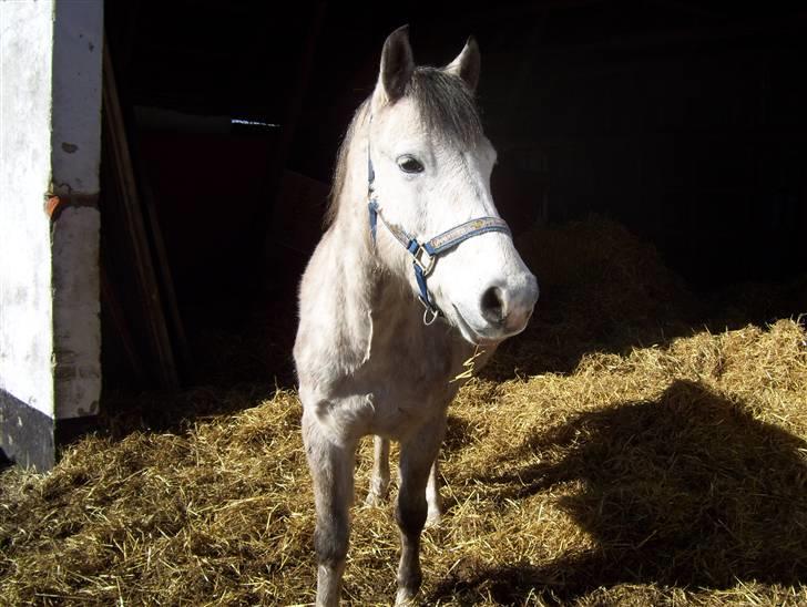 Anden særlig race Sebastian<3 Savner dig! - Her er Sebastian før han kom på rideskolen.... billede 1