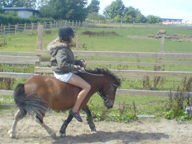 Shetlænder / Welsh Tyson FARVEL :'( billede 12