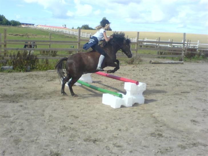 Welsh Mountain (sec A) Mosedalens Kiro-BasseMand - Himmelhest billede 12