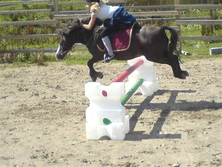 Welsh Mountain (sec A) Mosedalens Kiro-BasseMand - Himmelhest billede 13