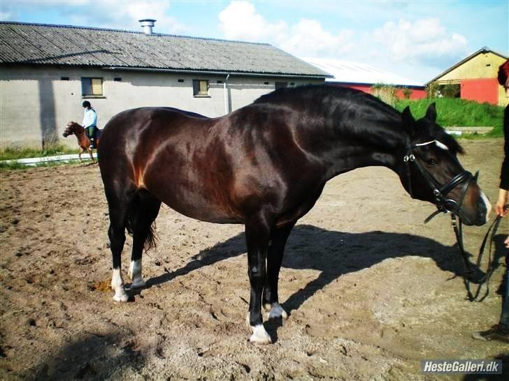 Welsh Cob (sec D) Valhallas Maggie May - Velkommen til Maggies profil:0) billede 1